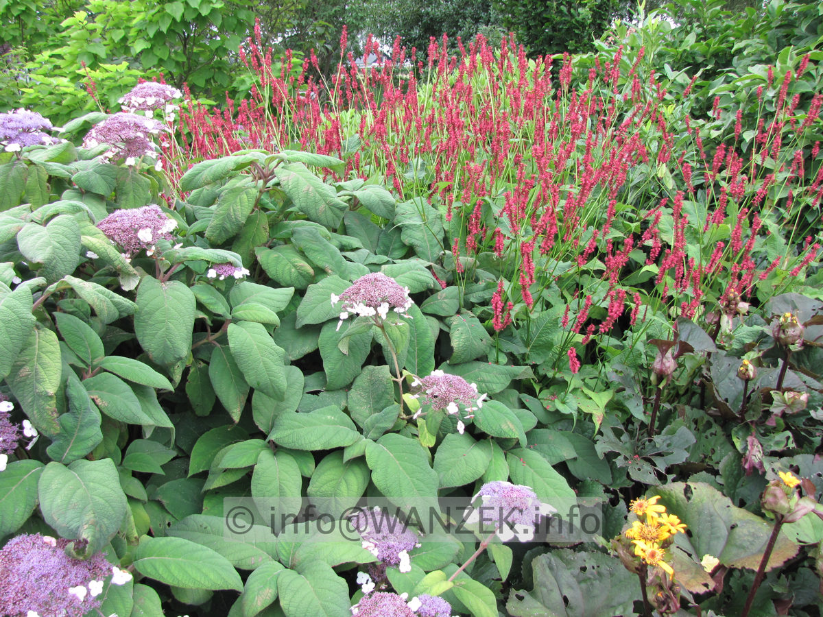 Persicaria amplexicaulis Firtail+Hydrangea aspera Macrophylla.JPG